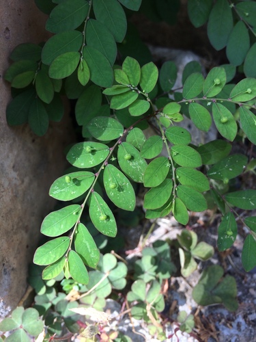 Phyllanthus tenellus