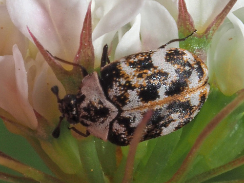 Bervidinis Kailiavabalis nuotrauka