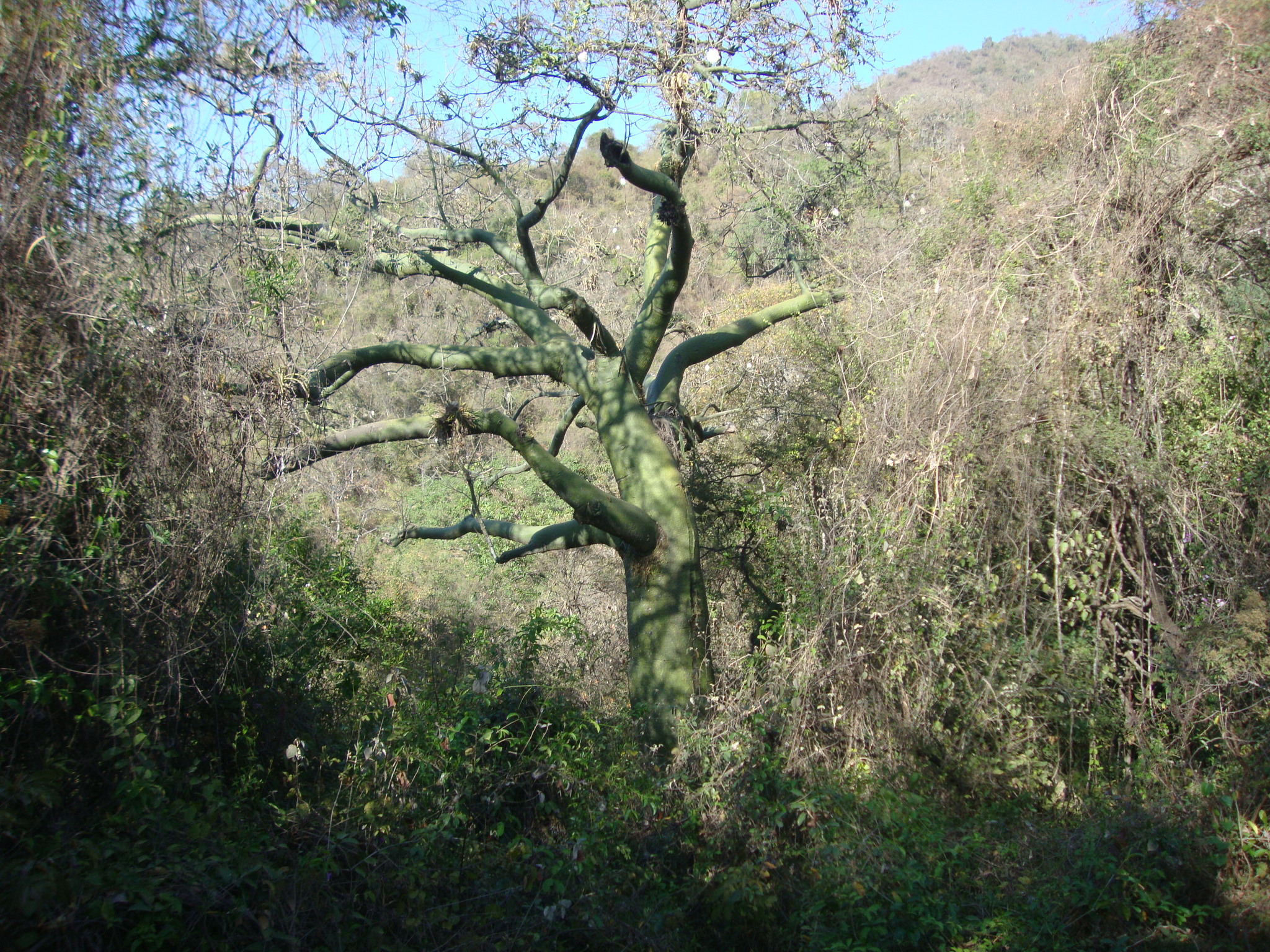 Ceiba image
