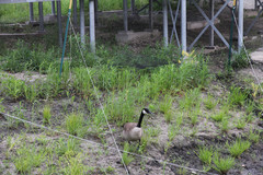 Branta canadensis