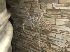 Gekko gecko