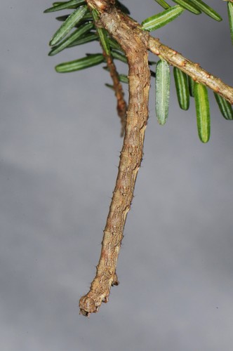 Gray Spruce Looper Moth