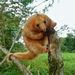 Northern Silky Anteater - Photo (c) Anthony Ramírez Murillo, some rights reserved (CC BY-NC), uploaded by Anthony Ramírez Murillo