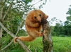 Northern Silky Anteater - Photo (c) Anthony Ramírez Murillo, some rights reserved (CC BY-NC), uploaded by Anthony Ramírez Murillo