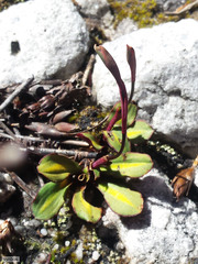 Disa inflexa