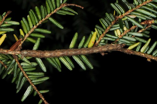 Gray Spruce Looper Moth