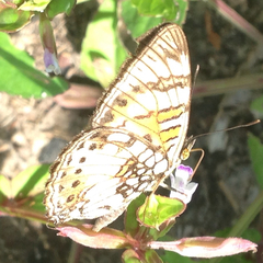 Junonia sophia