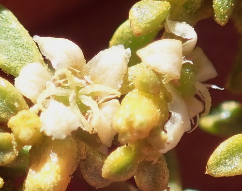 Image of Aizoon papulosum by (c) Nicola van Berkel, some rights reserved (CC BY-SA)