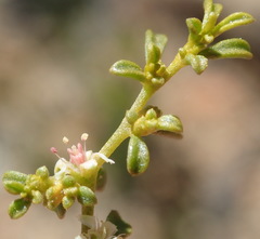 Aizoon papulosum