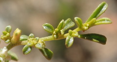 Aizoon papulosum