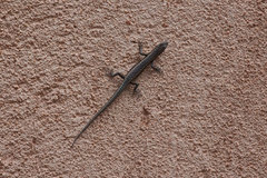 Cryptoblepharus pannosus