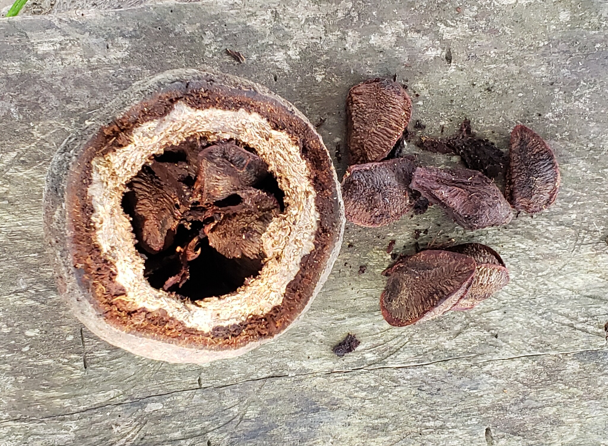 Bertholletia excelsa