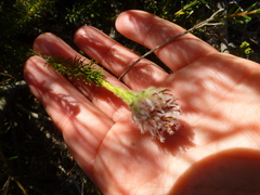 Serruria trilopha