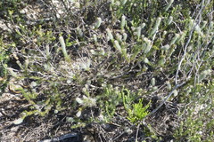 Serruria trilopha