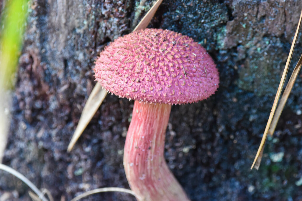shaggy cap from O'Reilly QLD 4275, Australia on March 26, 2023 at 0437