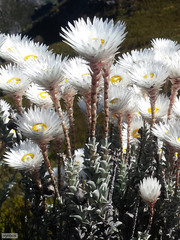 Syncarpha lepidopodium