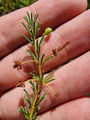 Image of Acacia baueri by (c) Richard Dimon, some rights reserved (CC BY)