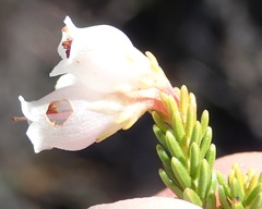 Erica recta