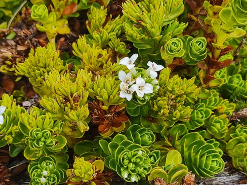 Veronica haastii