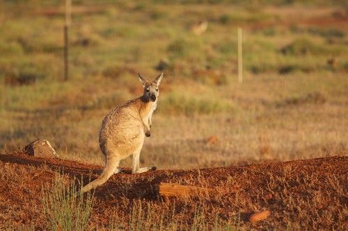 Common Wallaroo