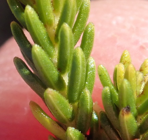Image of Erica recta by (c) Nicola van Berkel, some rights reserved (CC BY-SA)