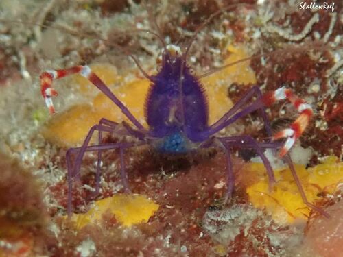 Stenopus tenuirostris, 2023-04-08