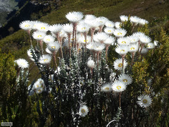 Syncarpha lepidopodium