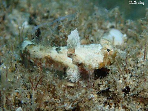 Synchiropus corallinus observed 2023-04-08