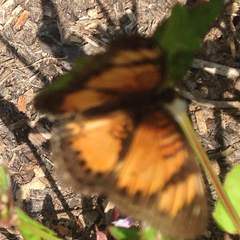 Junonia sophia