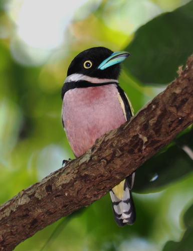 black-and-yellow broadbill (Eurylaimus ochromalus)