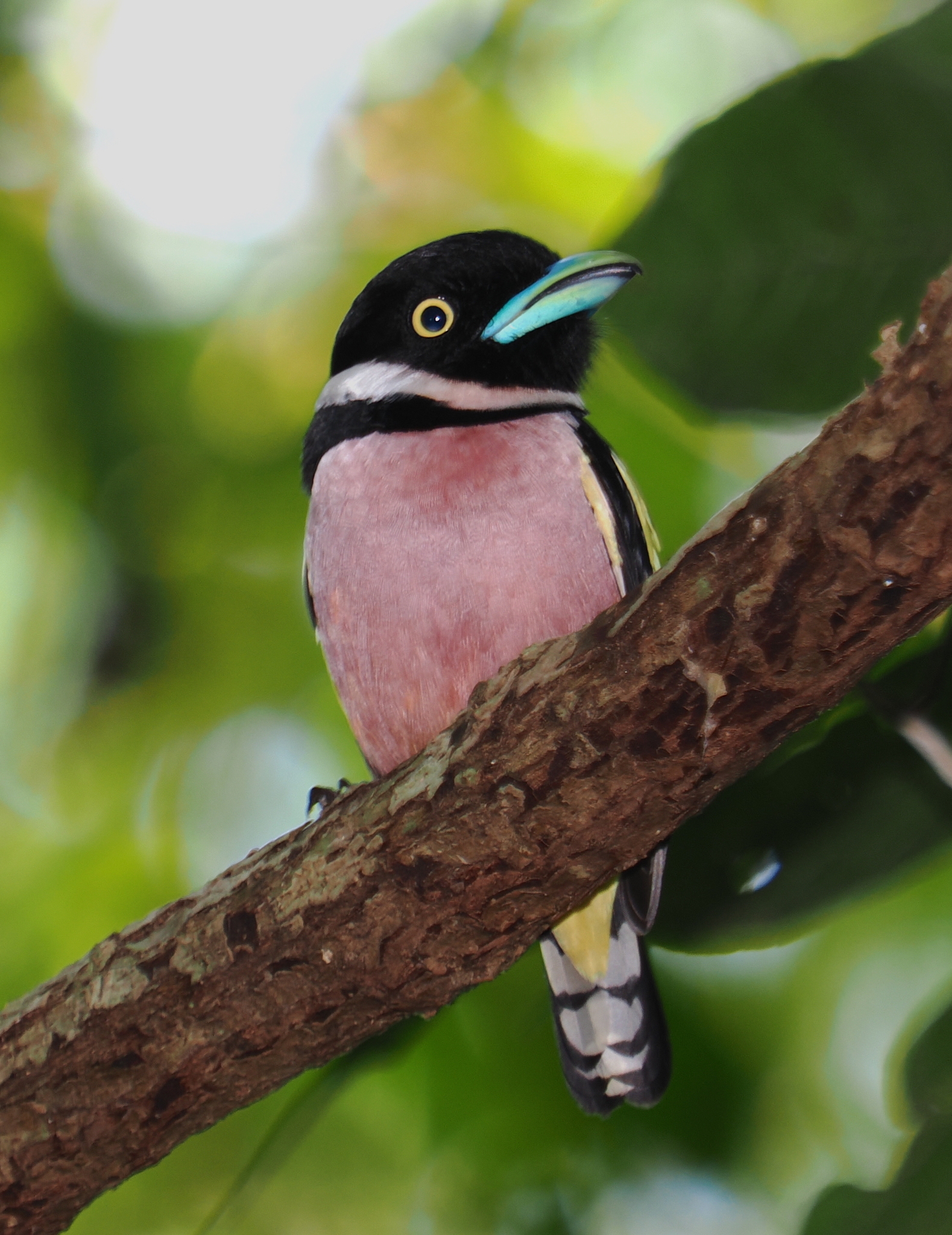 Black-and-yellow Broadbill (Eurylaimus ochromalus)