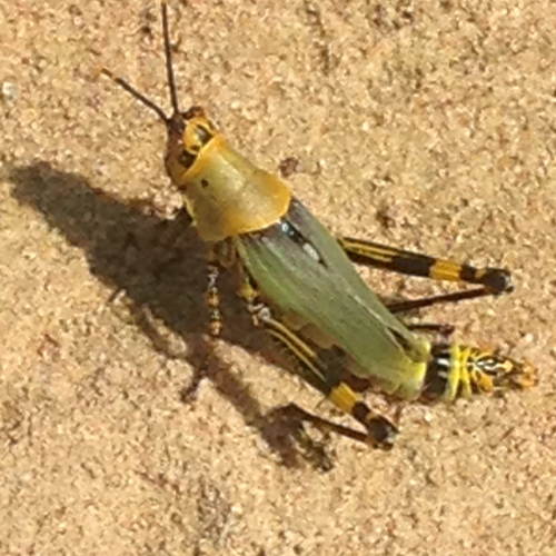Variegated grasshopper