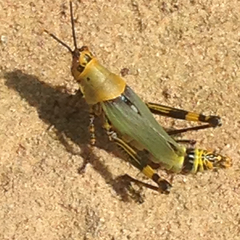 Zonocerus variegatus