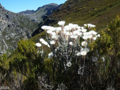 Syncarpha lepidopodium
