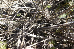 Serruria trilopha
