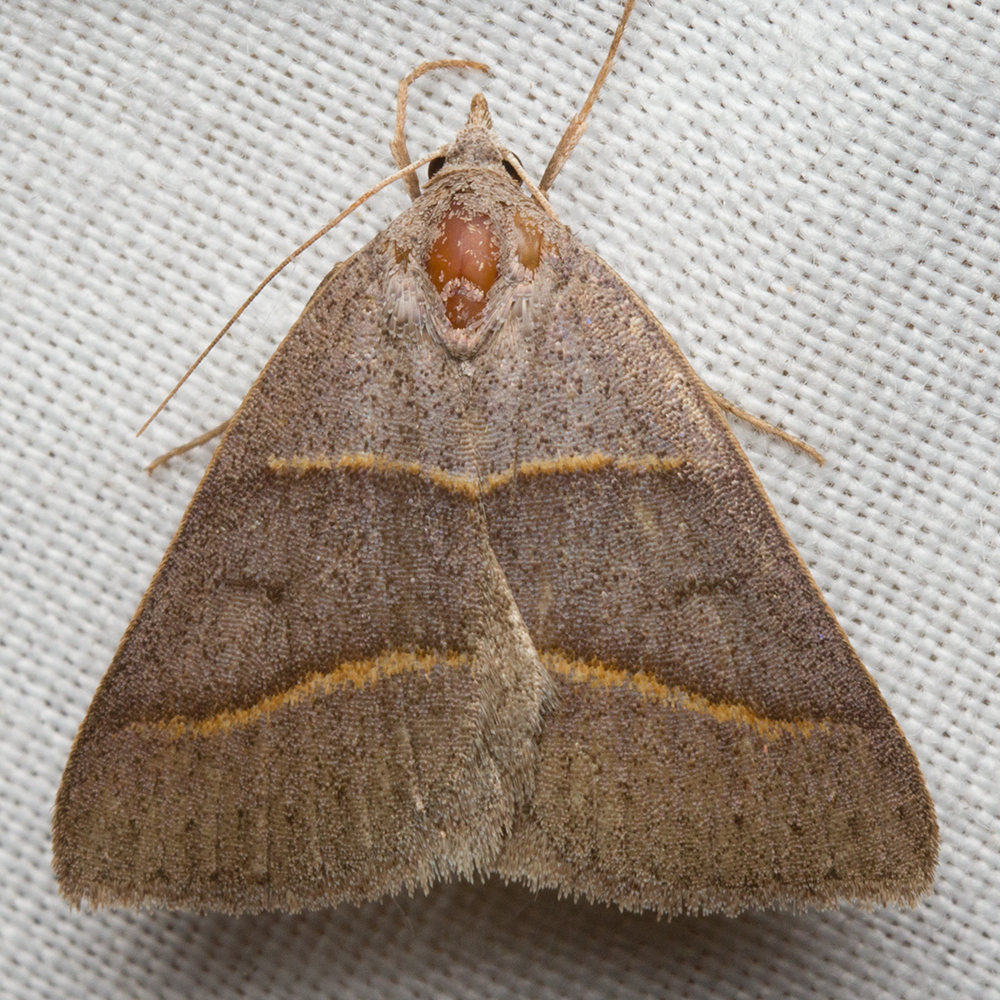 Ptichodis bistrigata