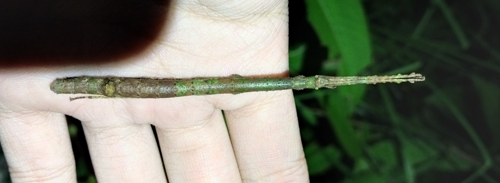 Carausius irregulariterlobatus