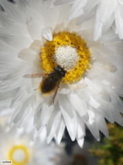 Syncarpha lepidopodium
