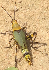Zonocerus variegatus