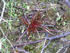 Juncus planifolius