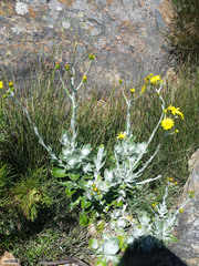 Oresbia heterocarpa