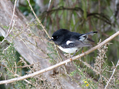 Petroica macrocephala