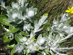 Oresbia heterocarpa