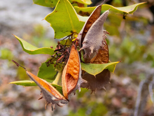 Harsh Hakea