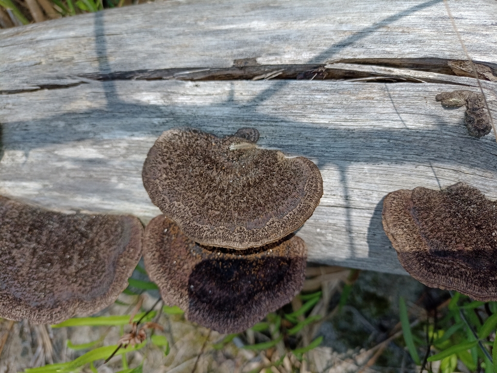 Hexagonia hydnoides · April 2023 · photo: © biomartita (iNaturalist, cc-by)
