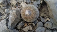 Epithelantha greggii greggii