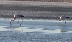 Phoenicoparrus andinus