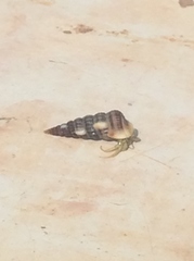 Cerithideopsis