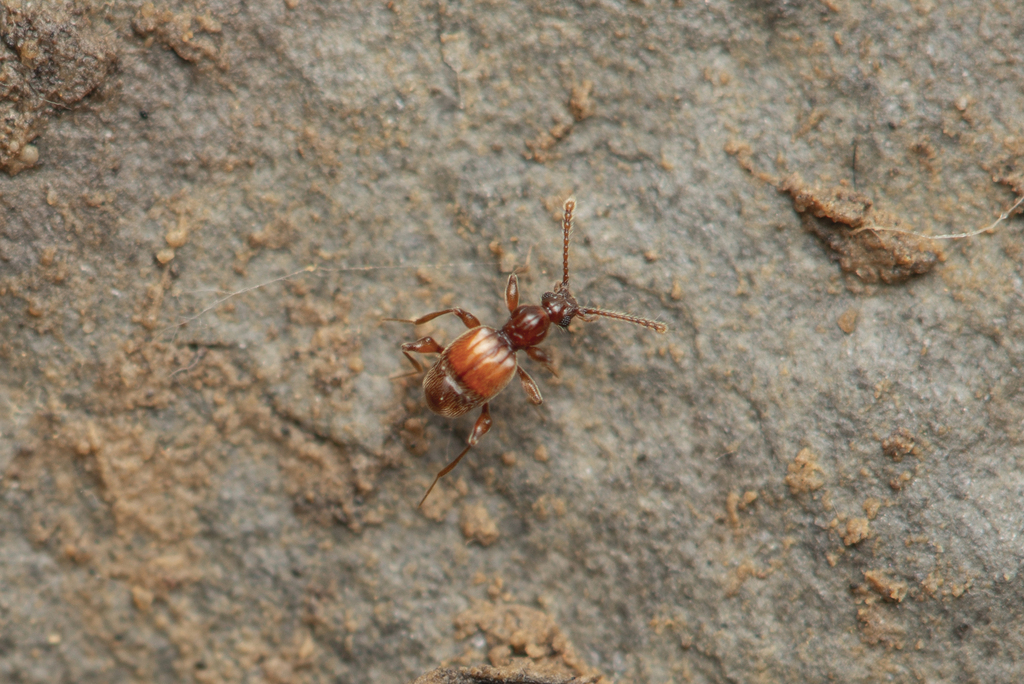 Physomerinus