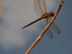 Libellula needhami